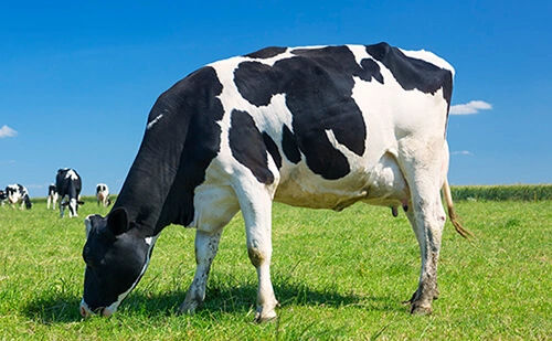 cow